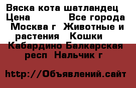 Вяска кота шатландец › Цена ­ 1 000 - Все города, Москва г. Животные и растения » Кошки   . Кабардино-Балкарская респ.,Нальчик г.